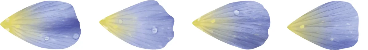 Washi Sticker Pétales bleues – Image 4